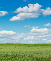 green field with blooming flowers and blue sky