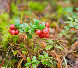 cowberry
