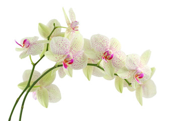 Orchidée isolé sur fond blanc