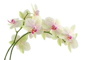 Foto op Canvas Orchidee geïsoleerd op witte achtergrond © Elena Schweitzer