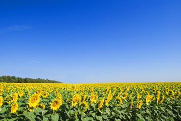 slender rows of sunflowers