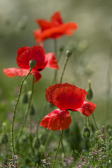 Naklejka premium Red poppies in the field