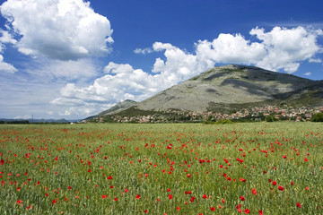 Red poppies in green wheat field near Trebinje, Republika Srpska