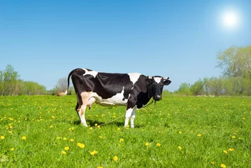 Stickers pour porte Vache cows in pasture