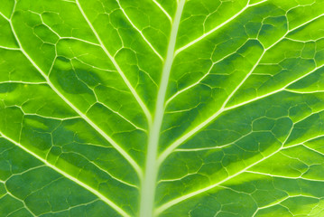 a macro of a leaf