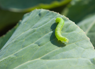 Caterpillar on leaf close up