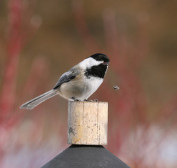 black-capped-chickadee-bird-4088