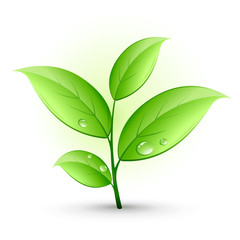 Jeune plante verte