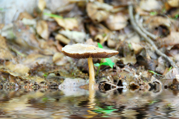 champignon sur l'eau.