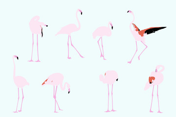 flamingos, vector collection for designers