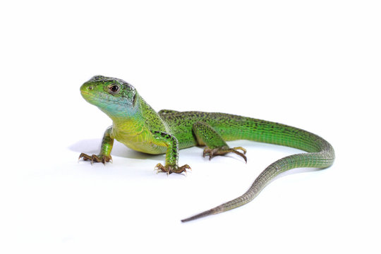 Lezard Images Browse 1 186 Stock Photos Vectors And Video Adobe Stock Lezard Images Browse 1 186 Stock Photos Vectors And Video Adobe Stock