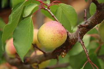 Peach