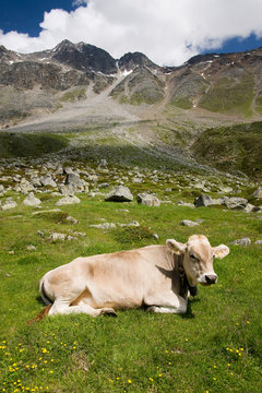 cow in on meadow in mountains