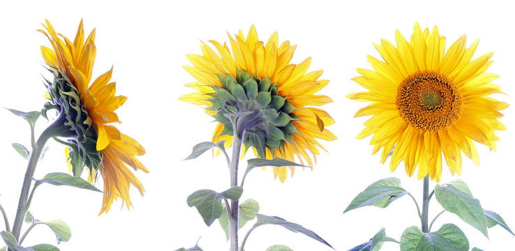 3 Sonnenblumen