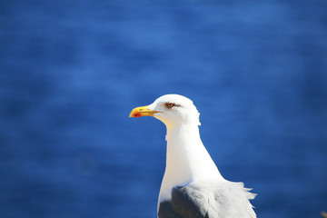 mouette