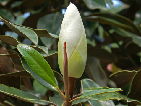 Fototapeta bouton floral de magnolia grandiflora