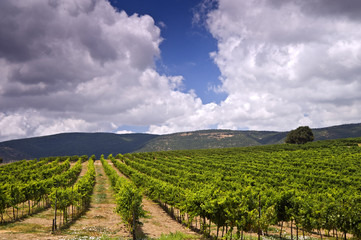 vineyards in the Galilee - obrazy, fototapety, plakaty