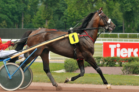 Cheval au trot attelé