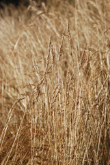 The turned yellow ears