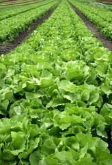 lettuce, field, vegetable, agriculture