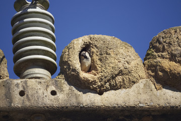 Hausbesetzung - Sperling im Nest eines Furnarius rufus