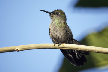 Kolibri
