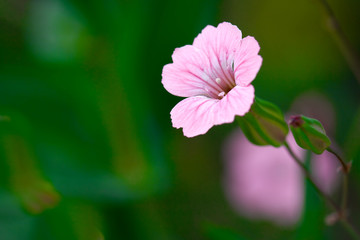 blooming beautiful pink flower