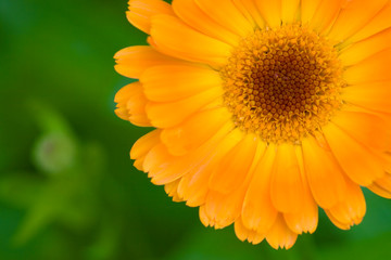 orange closeup marigold flower