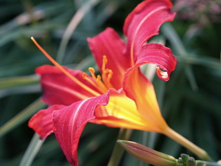 OLYMPUS DIGITAL CAMERA