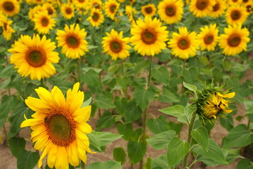 Des tournesols