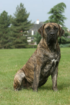 fila brasileiro