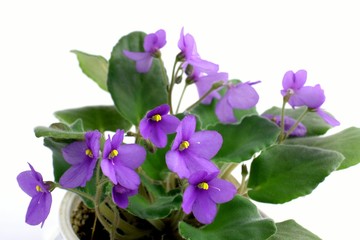 Flower violet