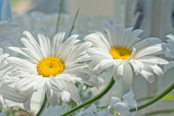 Flower ox-eye daisy