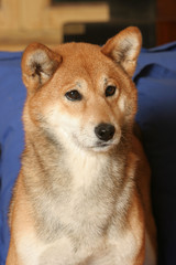 shiba inu