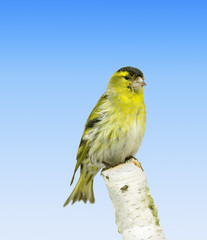 Bird on the birch.