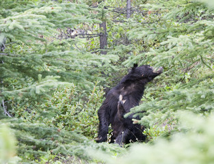 black bear scratching