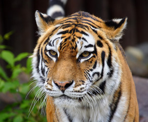 Great tiger.