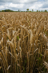 Wheat field on a gray day