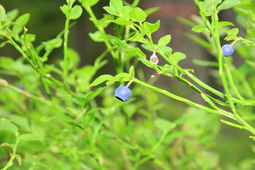 blaubären