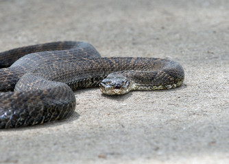 water-snake-amphibian-4206