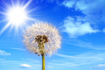 Naklejka premium Pusteblume 2