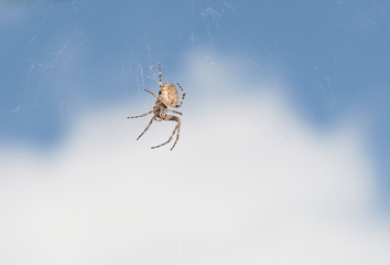 spider-arachnophobia-background-0232