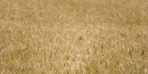 Wheat Field