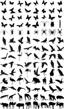 Many silhouettes of different animals and insects