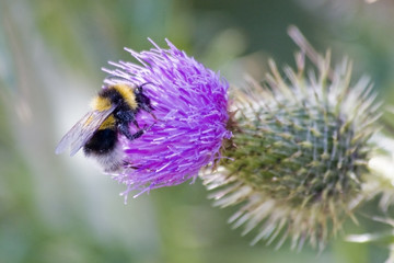 Bumble bee on flower