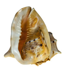Shell on the white background