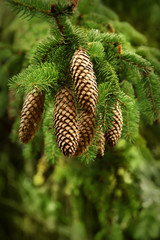 branch of a young pine tree