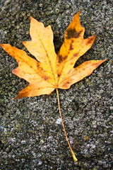 Fall leaf