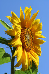 sunflower 01