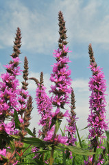 Purple Loose strife